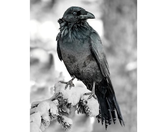 Hoffman Call of the Wild 33.5" x 43.5" Snowy Bird Panel Digital Print Raven Cotton Fabric by the Panel X5568-494