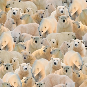 May include: A dense pattern of polar bears in various poses. The bears have white fur with subtle yellow and tan highlights. Some bears are standing, others are sitting or lying down, and some have cubs.