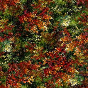 Puede incluir: Un patrón sin costuras que presenta una variedad de follaje de otoño en tonos de rojo, naranja, amarillo y verde. Las hojas están dispuestas en un patrón aleatorio, creando un diseño vibrante y colorido.
