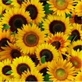 Elizabeths Studio~Sunflowers~Packed Sunflowers~Yellow~Cotton Fabric by the Yard or Select Length 487E-YLW
