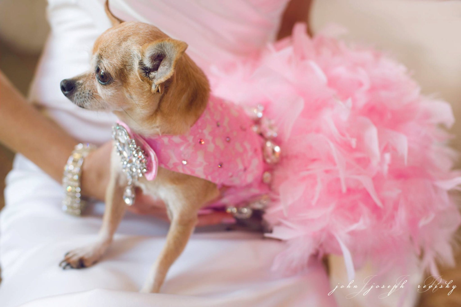 Pink Lace Feather Harness Dog Dress with Crystals Wedding Etsy