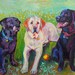 see more listings in the Medium Dogs section