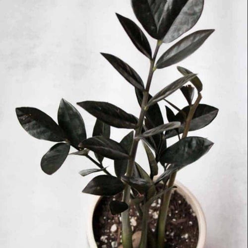 Zamioculcas zamiifolia 'Raven': Planta de interior rara, ideal para principiantes o como esqueje.