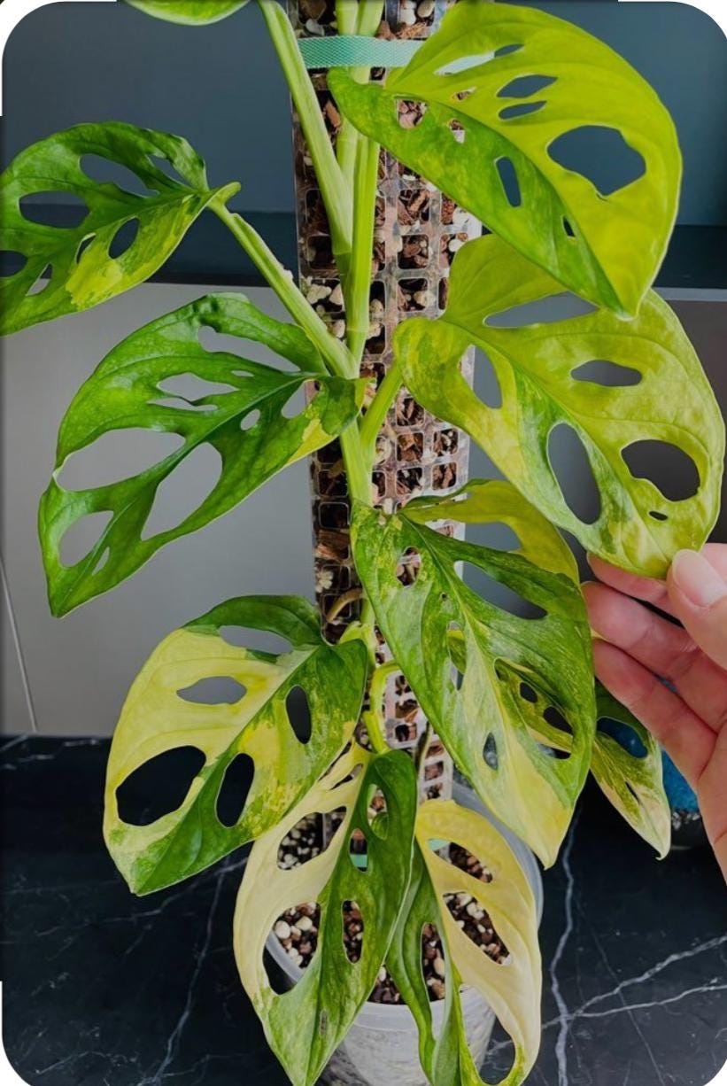 Monstera Adansonii 'aurea'  Rare Yellow-green Swiss Cheese Plant  Starter  Plant / Cutting - Etsy