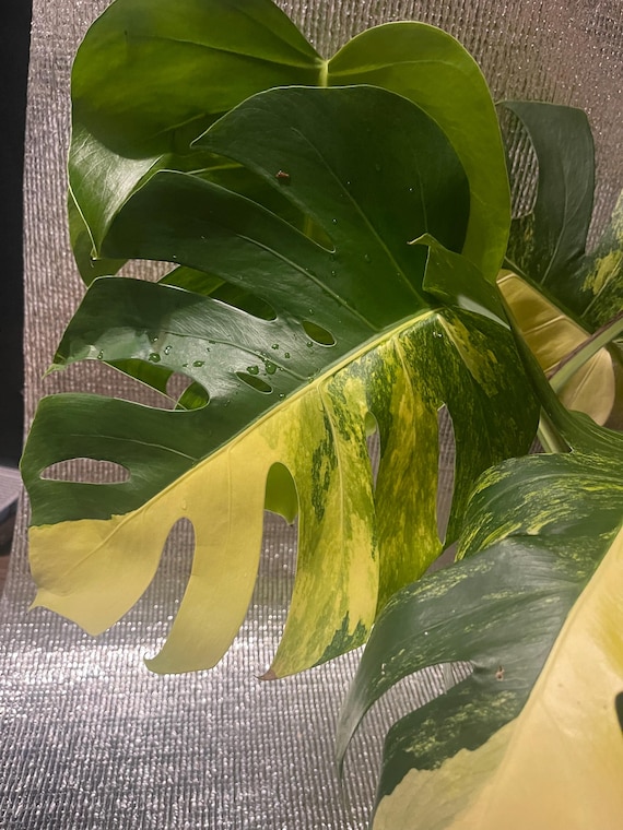 Monstera Aurea Variegated – Yellow-Marbled Swiss Cheese Plant – Starter Plant / Cutting