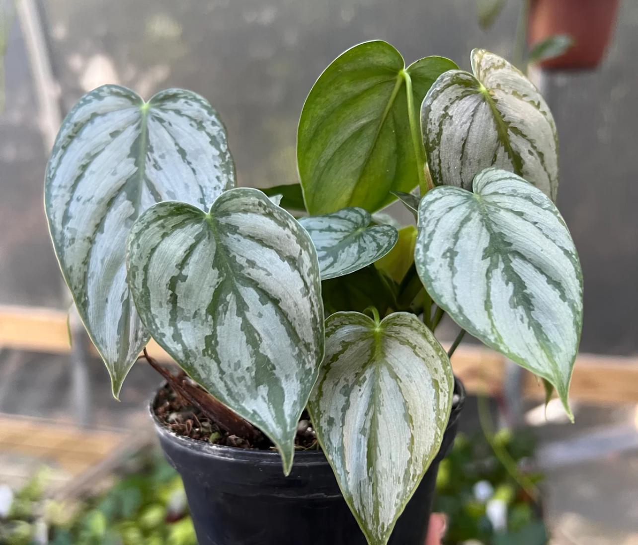 Philodendron Brandi ( Brandi)  Silver & Green Climbing Beauty  Starter  Plant / Cutting