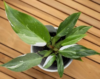 White Princess Philodendron – Rare Collector’s Houseplant – Starter Plant / Cutting