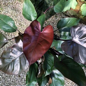 bushes philodendron 8" Split Leaf Philodendron Bush  Cokas Diko Home