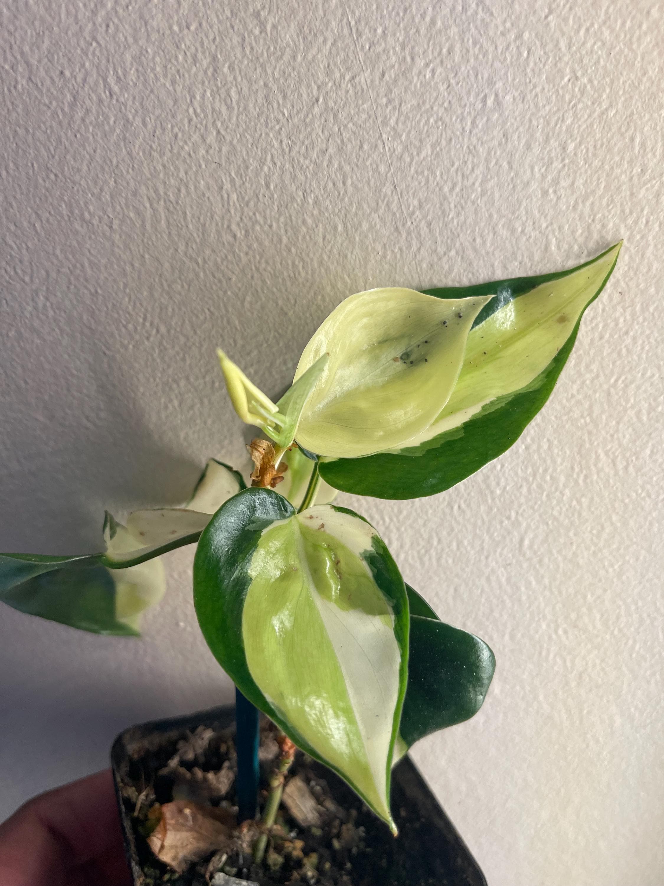 philodendron golden pothos Buy Our Golden Pothos in Hanging Basket