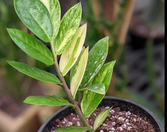 Chameleon ZZ Plant (Zamioculcas zamiifolia ‘Chameleon’) – Low-Maintenance Houseplant – Starter Plant