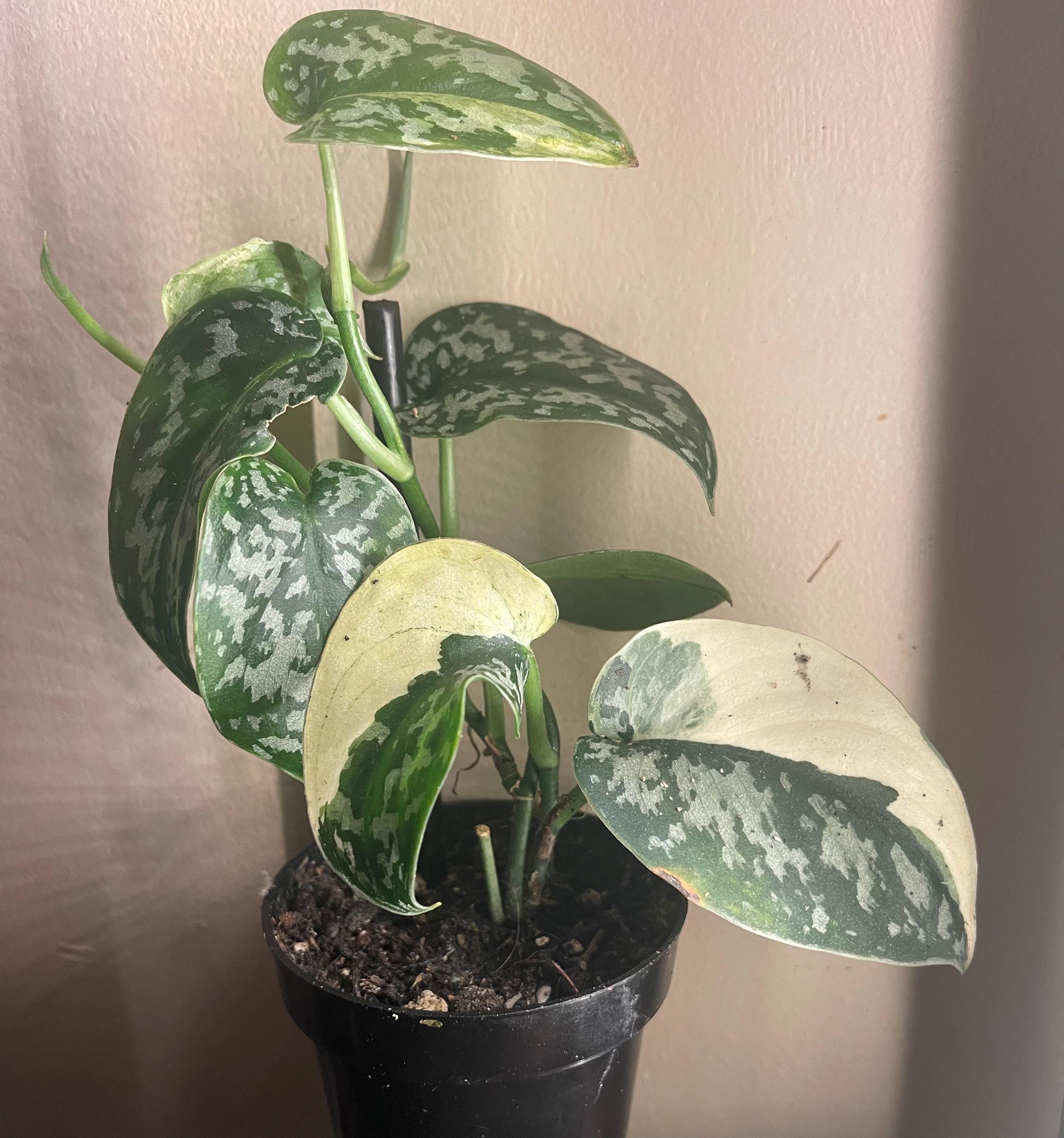 Scindapsus Mariposa - Etsy