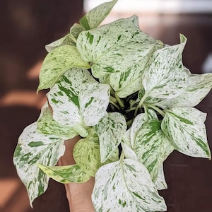 Pothos Reina Mármol Rara – Planta de Inicio/Esqueje