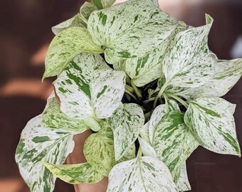 Marble Queen Pothos (Epipremnum aureum &#39;Marble Queen&#39;) – Rare Houseplant – Starter Plant / Cutting