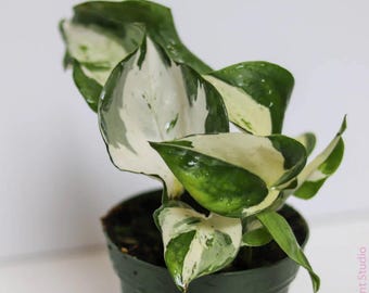 Manjula Pothos – Rare Variegated Pothos – Starter Plant / Cutting