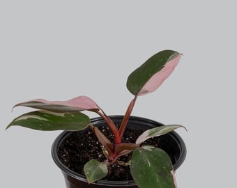 Pink Princess Philodendron – Rare Variegated Beauty – Starter Plant / Cutting