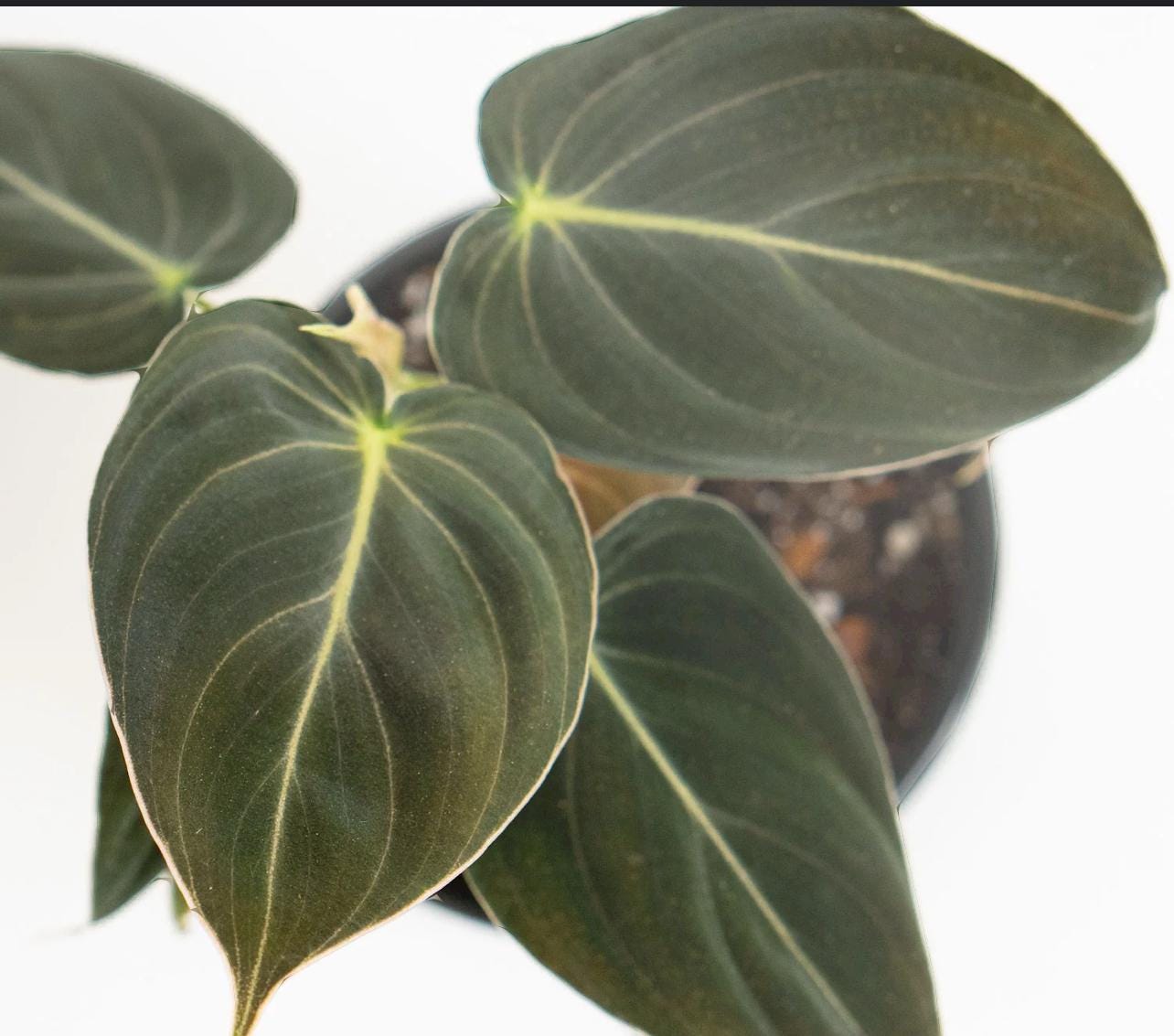 swiss cheese plant monstera Monstera Deliciosa