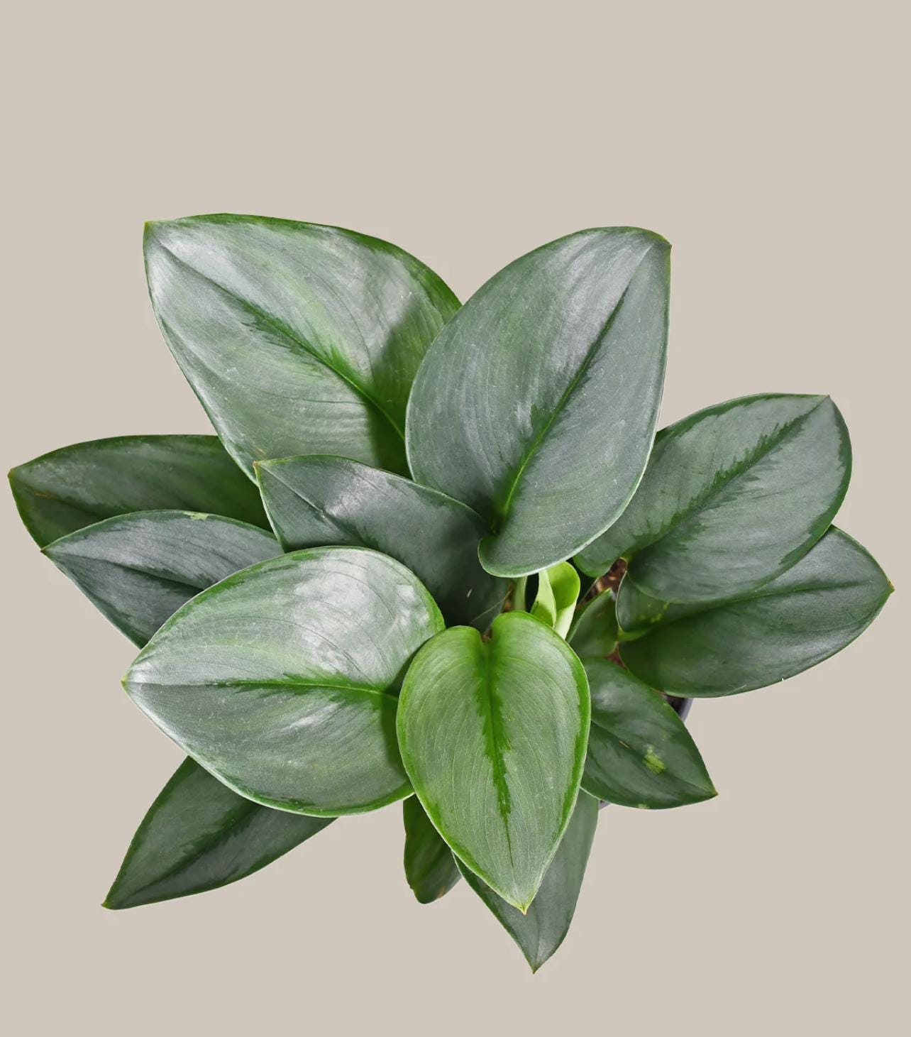 Sterling Silver "Moonlight" Pothos – Elegant Silver-Leafed Vine – Starter Plant / Cutting