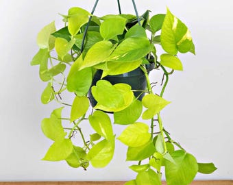 Neon Pothos – Bright & Bold Green Vine – Starter Plant / Cutting