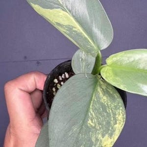 vergissmeinnicht künstlich Blume Strauß Bund 