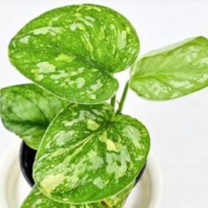 May include: Close-up of a houseplant with large, heart-shaped green leaves. The leaves have a speckled pattern of lighter green and white. The plant is in a black pot, sitting in a white saucer.