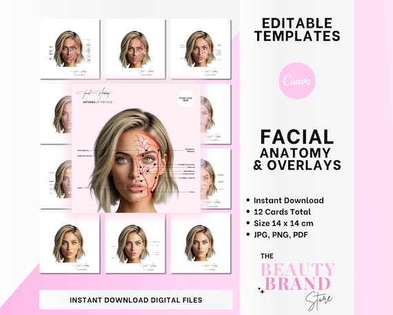 Facial Anatomy Bundle | Facial Muscles, Arteries, Veins, Fat, Nerves | Aesthetics Injectors, Dermatology, Student, Educator | Edit in Canva
