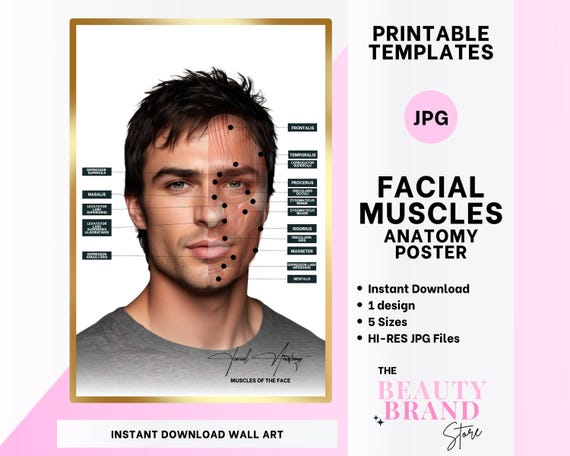 Muscles of the Face Poster, Male, Digital Art, Facial Anatomy, Aesthetics Clinic, Medical Spa, Neuroxins, Dermal Fillers, 4 Sizes, PNGs
