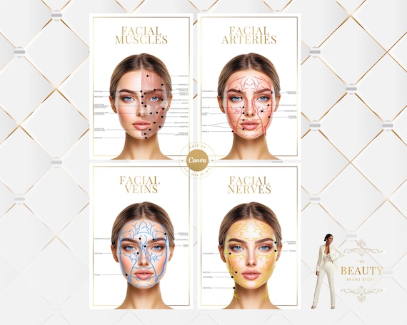 Facial Anatomy Print Set, Veins, Muscles, Nerves, Skull (Canva Template Digital Download A4 A2