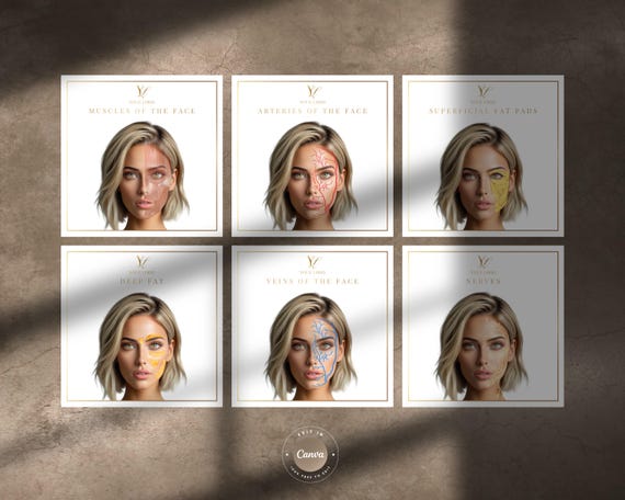 Facial Anatomy Overlays: Muscles, Arteries, Veins, Fat Pads, Nerves -  Socials, Educational Resources, Multi-use, Editable Canva Templates