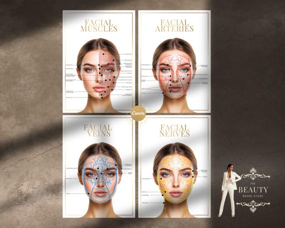 Facial Anatomy A4 Digital Prints, Muscles, Arteries, Veins & Nerves Overlays: Use as Training Guides or Wall Decor JPG, PNG, Edit in Canva
