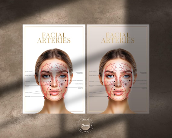 Facial Arteries Anatomy A4 Digital Print: Aesthetics Client or Medical Spa Decor | JPG, PNG, Editable in Canva