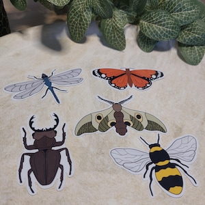 Bug Sticker 5 Pack - Bug Stickers - Insect Stickers