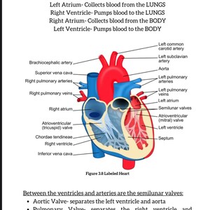 Puede incluir: Diagrama anat&oacute;mico del coraz&oacute;n humano, etiquetado con partes clave como la aorta, los ventr&iacute;culos y las v&aacute;lvulas. El coraz&oacute;n se representa en rojo, azul y beige, con texto que describe el flujo sangu&iacute;neo y las c&aacute;maras.