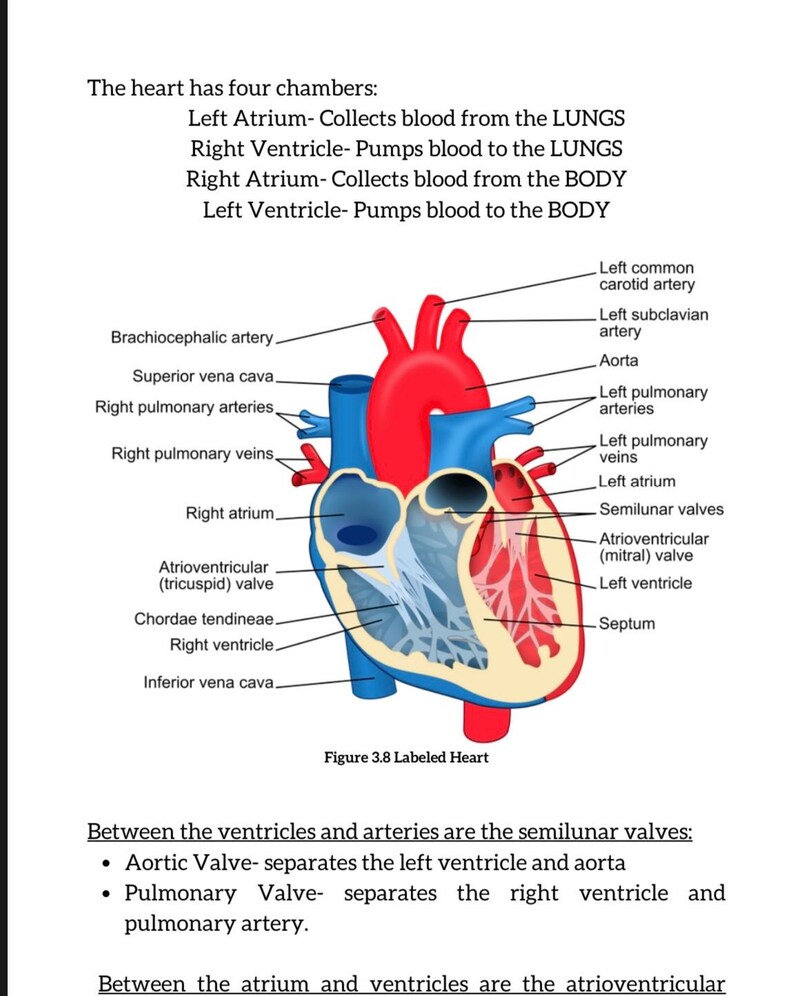 Puede incluir: Diagrama anat&oacute;mico del coraz&oacute;n humano, etiquetado con partes clave como la aorta, los ventr&iacute;culos y las v&aacute;lvulas. El coraz&oacute;n se representa en rojo, azul y beige, con texto que describe el flujo sangu&iacute;neo y las c&aacute;maras.