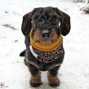 Könnte beinhalten: Ein schwarz-brauner Rauhaardackel mit einem gelben und braunen Leoparden-Bandana im Schnee.