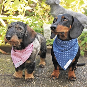 Könnte beinhalten: Zwei Dackel, die Bandanas tragen. Der Dackel links trägt ein pinkfarbenes Bandana mit einem weißen Paisley-Muster. Der Dackel rechts trägt ein blaues Bandana mit weißen Sternen. Beide Hunde schauen in die Kamera.