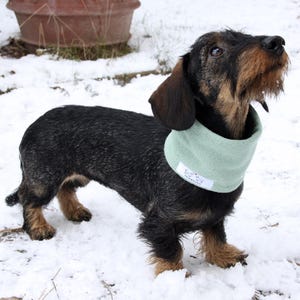 Könnte beinhalten: Ein schwarz-brauner Rauhaardackel trägt ein hellgrünes Fleece-Halsband mit dem Text "hundezart" darauf. Der Hund steht im Schnee.