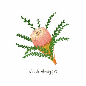 Może przedstawiać: Cyfrowa ilustracja różowego kwiatu Banksia z zielonymi, ząbkowanymi liśćmi i żółto-pomarańczową podstawą. Tekst "Couch Honeypot" jest napisany czarnym tuszem pod rysunkiem botanicznym, wyśrodkowanym na gładkim, białym tle.