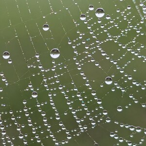 dew covered spider web.