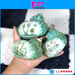 Grandi conchiglie marine prese in prestito, conchiglie decorative, lumaca turbo succhia-anime con perle verdi.