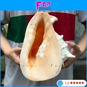 Pode incluir: Uma grande concha de cor castanho claro com uma abertura larga. A concha tem uma superfície texturizada e uma ponta pontiaguda.