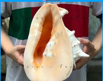 巨大タカラガイ：珍しい大西洋産の貝殻、ナチュラルな室内装飾 - Etsy 日本