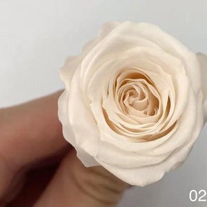 Japanese Vivian Mini Preserved Rose in White Champagne color. Preserved Roses, DIY floral arrangements, Wedding Bouquet, Vase arrangement