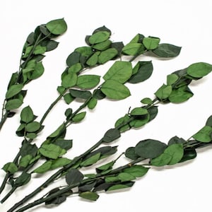 May include: Several green leafy stems with dark brown stems are arranged against a white background. The leaves are a vibrant green, and the stems have a slightly rough texture. The stems are of varying lengths and are slightly curved.