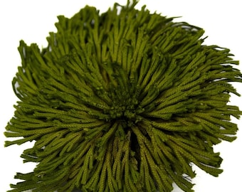 Preserved Little Club Moss, Fresh Green Japanese Foliage, Table Decor, Terrarium Accent