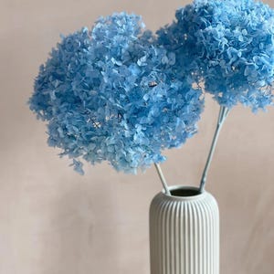 May include: Two light blue dried hydrangea flower heads in a white ceramic vase with vertical ridges.