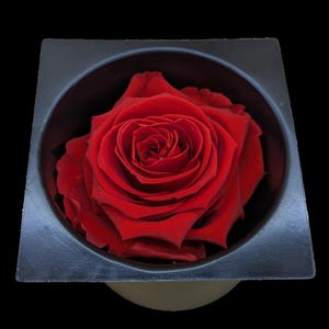 Rose Amor XXL Red Singular Rose Kiara from Ecuador. Table Decor, Forever Rose, Gift for wife, girlfriend