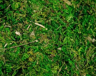 Preserved Green Peat Moss, Dried Foliage for Wall Art, Terrariums, Floral Arrangements (50g Packet)