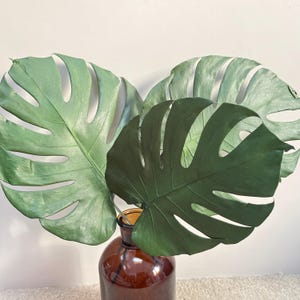 Monstera leaf vase - Etsy Schweiz