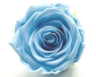 Society6 ケース Expansion Blue rose flower Blue Galaxy Rose Globe - Etsy