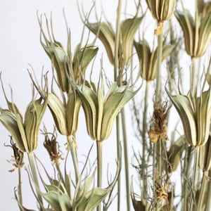 Nigelle orientalis, vert naturel séché naturel, feuillage en gros, bouquet de fleurs séchées, décoration d&#39;intérieur bricolage, composition florale bricolage